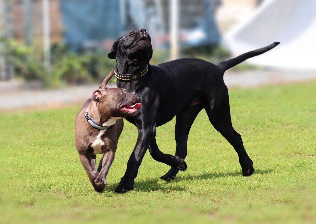 KINGS CANE CORSO PUPPIES FOR SALE