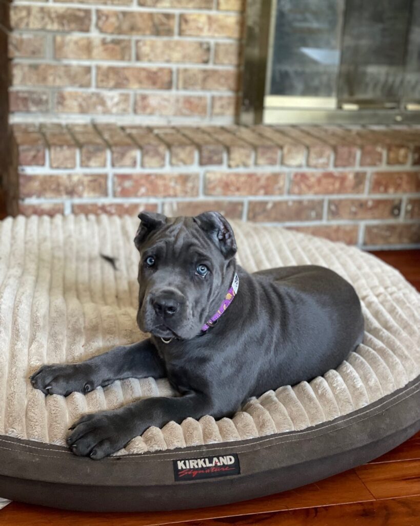 Cane corso Puppies for sale