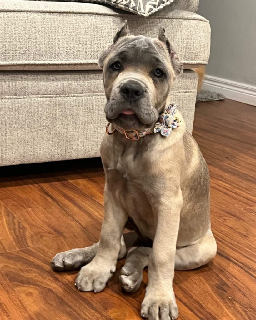 Cane corso Puppies for sale