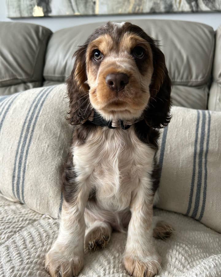 COCKER SPANIEL FOR SALE