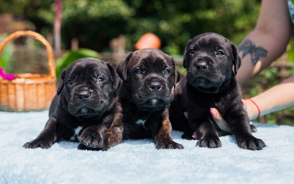 AVAILABLE PUPPIES cane corso puppies for sale new jersey