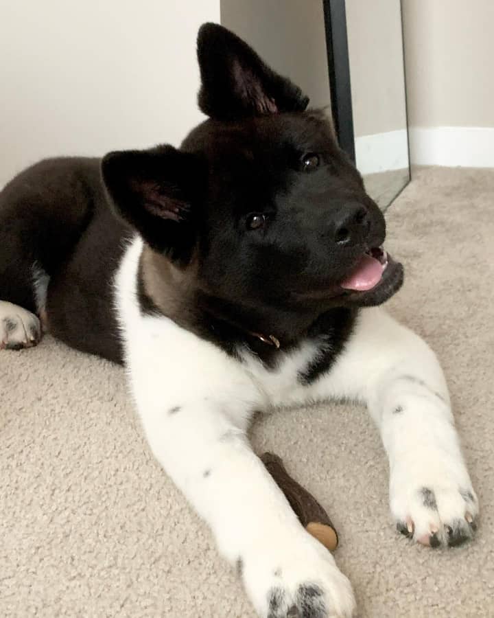 American akita puppies for sale near me