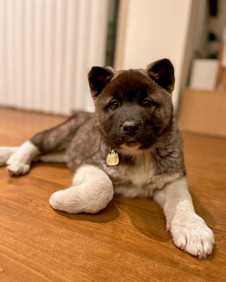 American akita puppies for sale near me