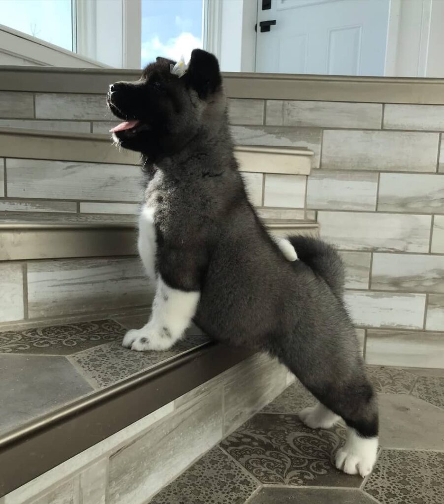 American akita puppies for sale near me