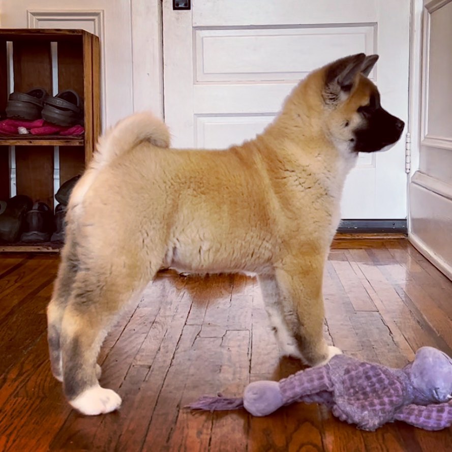 American akita puppies for sale near me