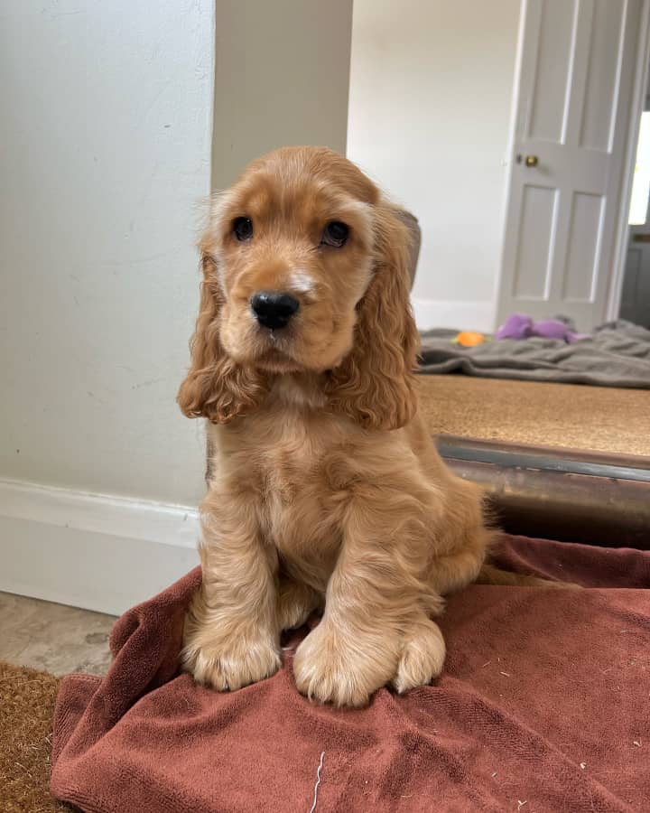 COCKER SPANIEL FOR SALE