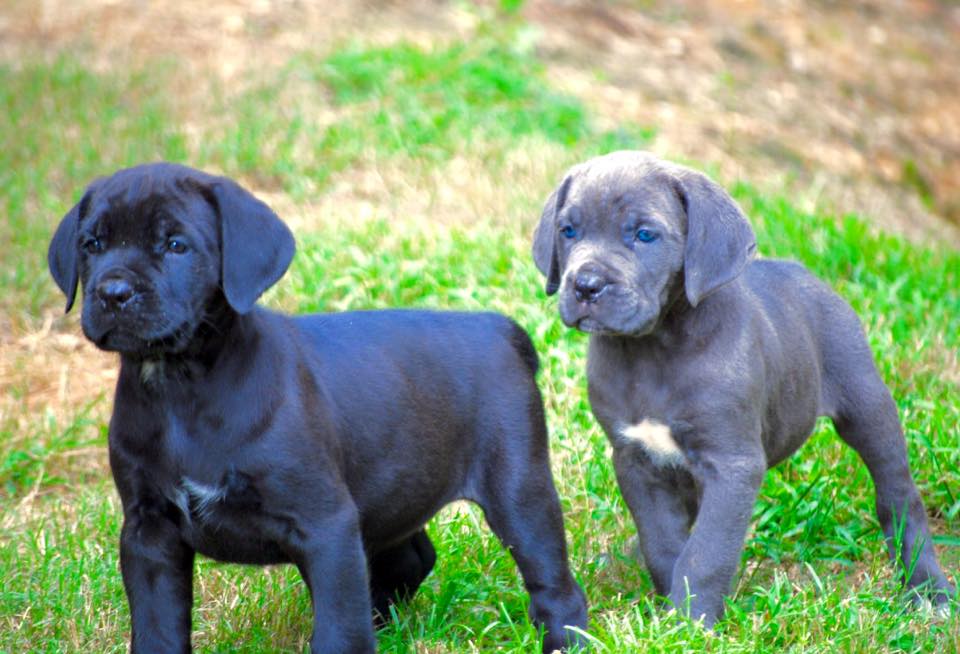 Cane Corso: Kingscanecorso.com