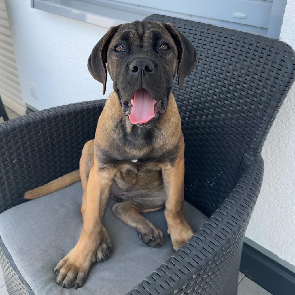 CANE CORSO FOR SALE​ NEAR ME